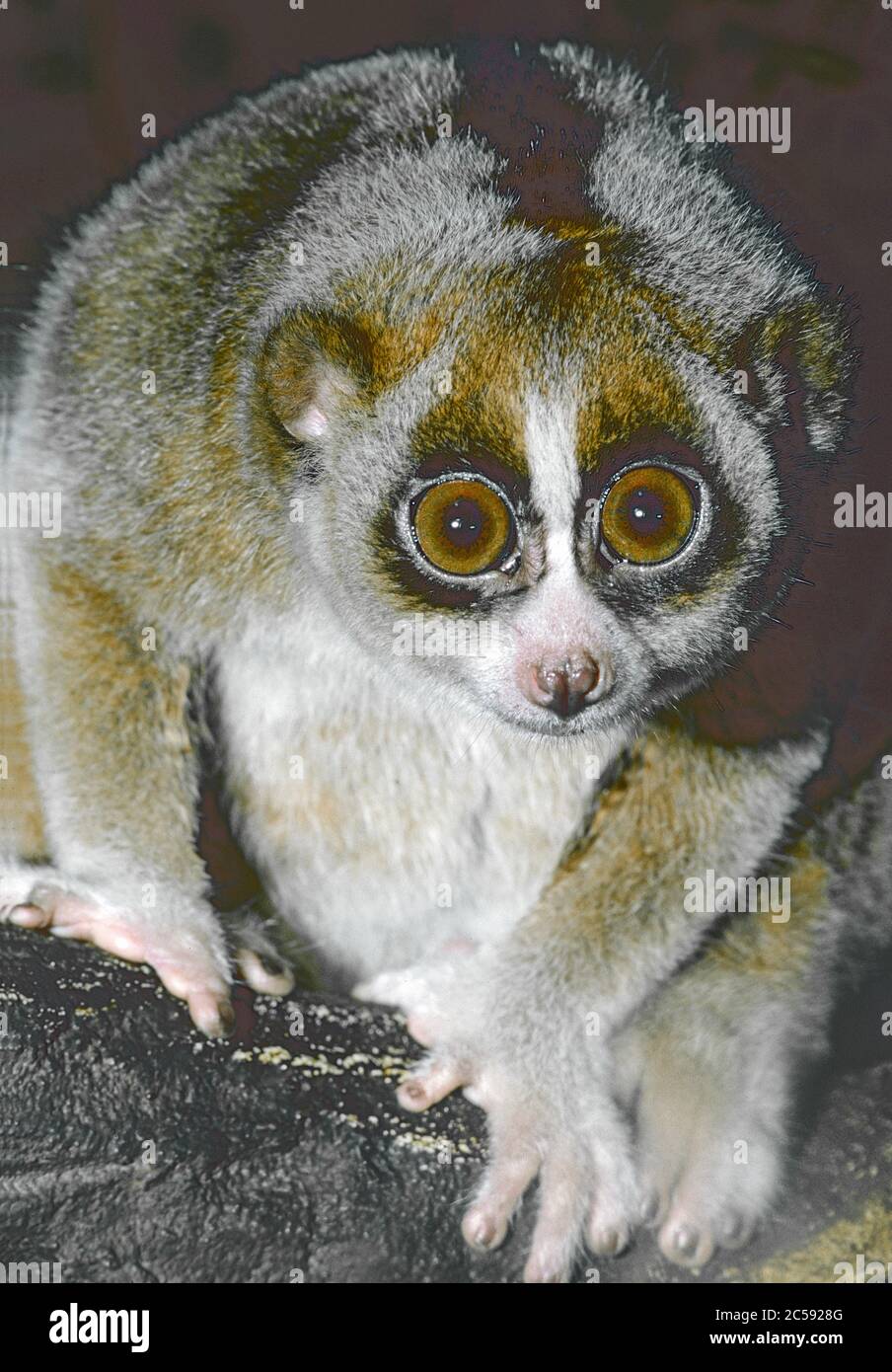 A nocturnal Slow Loris,  (Nycticebus coucang,) from South East Asia. Stock Photo