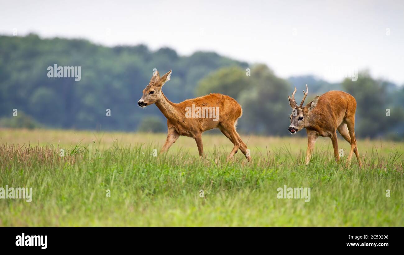 Roe deer male following female in rutting season on the meadow Stock ...
