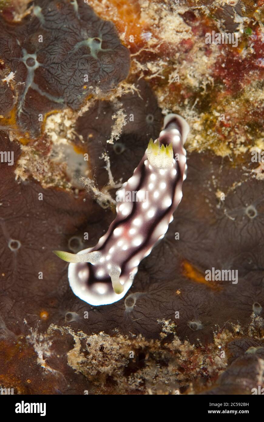 Elegant Phyllidia Nudibranch, Phyllidia elegans, Staghorn Crest dive site, Sipadan island, Sabah, Malaysia, Celebes Sea Stock Photo