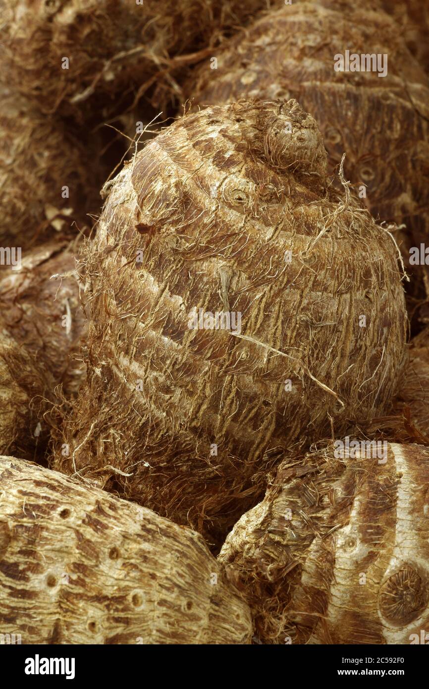 Plant root hairs hi-res stock photography and images - Alamy
