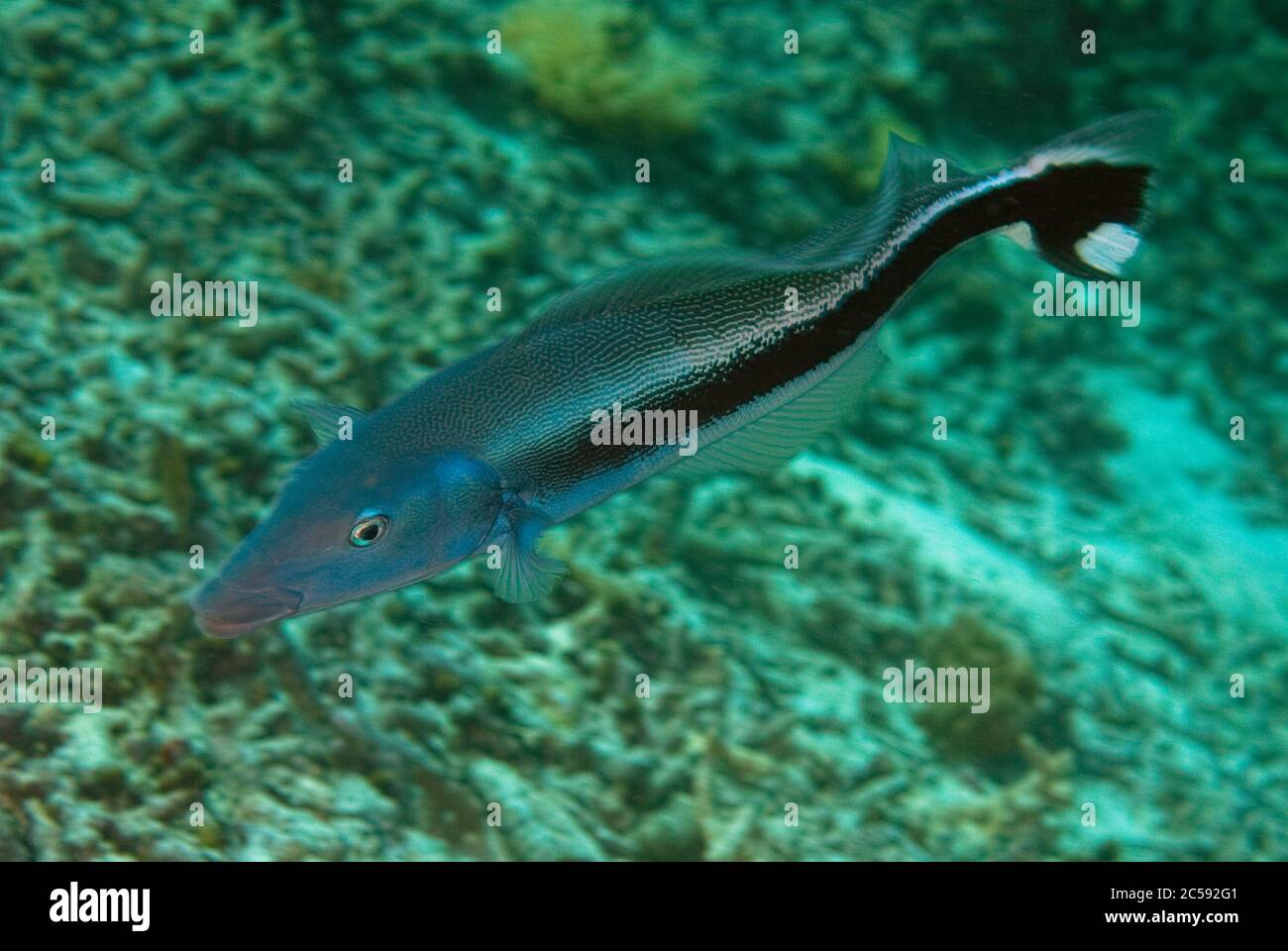 Blue Blanquillo, Malacanthus latovittatus, Staghorn Crest dive site, Sipadan island, Sabah, Malaysia, Celebes Sea Stock Photo