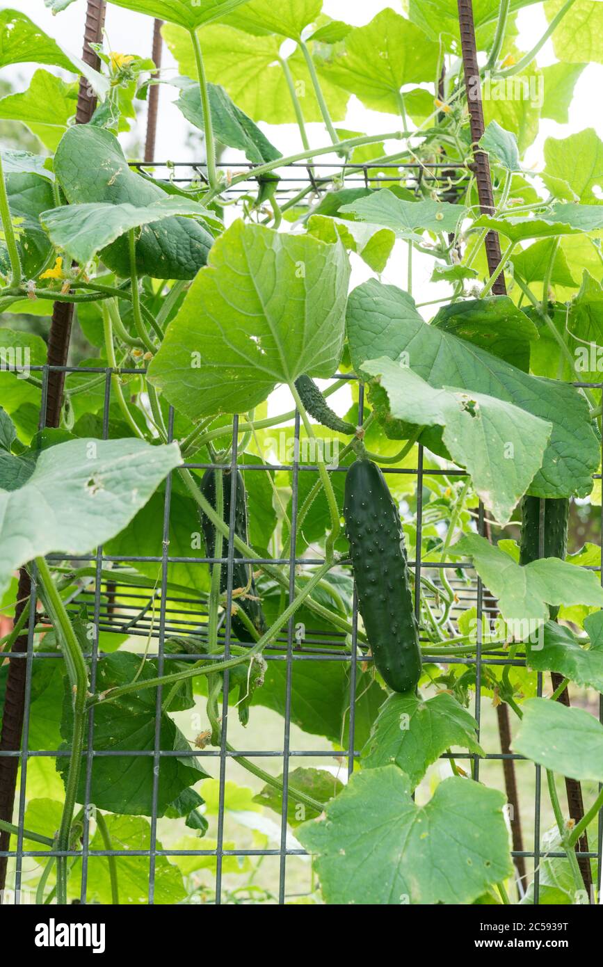 Trellis Fruit High Resolution Stock Photography and Images - Alamy