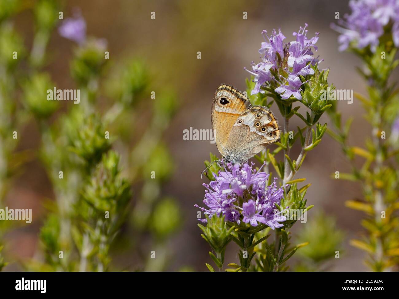 Dusky heath butterfly, Coenonympha dorus, feeding on wild thyme, Andalusia, Spain. Stock Photo
