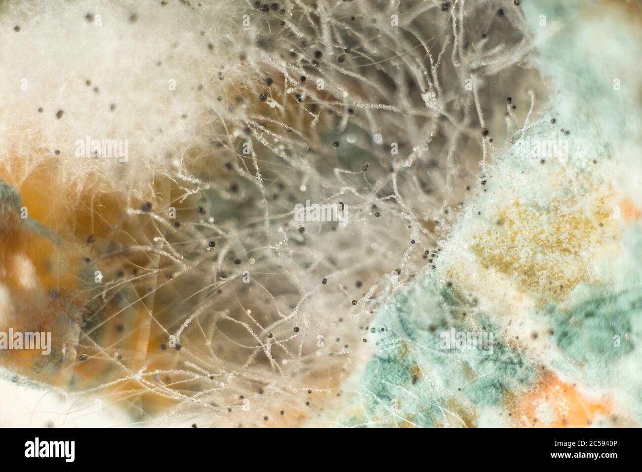 macro photography close-up of penicillin, green mold, white fluff of ...