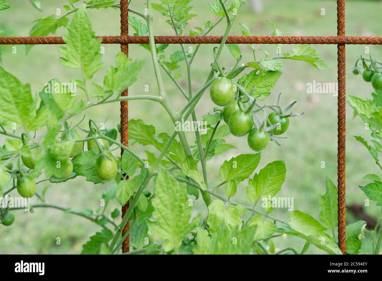 Trusses of grape tomatoes and cherry tomatoes growing on a mesh trellis Stock Photo