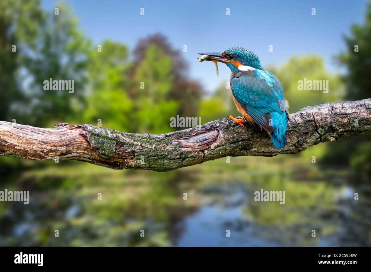 Common kingfisher (Alcedo atthis) female with caught ninespine stickleback (Pungitius pungitius) fish in beak perched on branch over water of pond Stock Photo