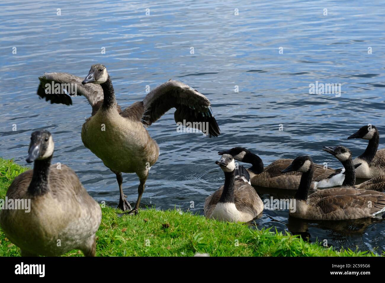 Burnt black goose hi-res stock photography and images - Alamy