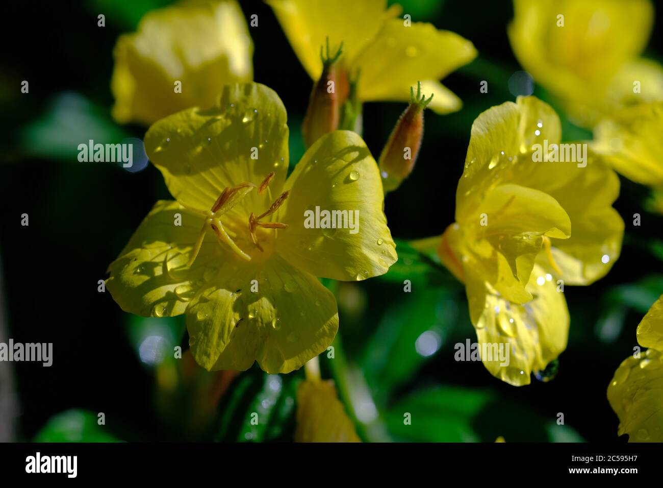 yellow flowers of an evening primrose (Oenothera) covered in raindrops after a summer