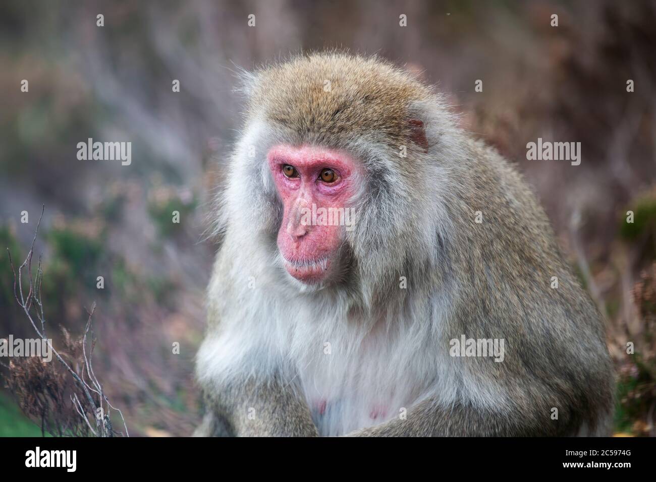 A Japanese Macaque Macaca fuscata (captive) showing face and body in close up Stock Photo