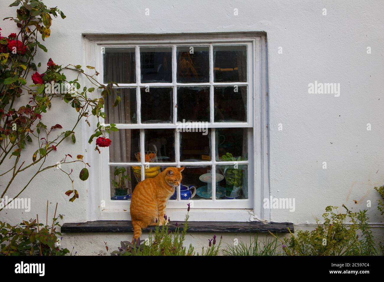 Ginger cat on the windowsill of a house in Clovelly, North Devon Stock Photo