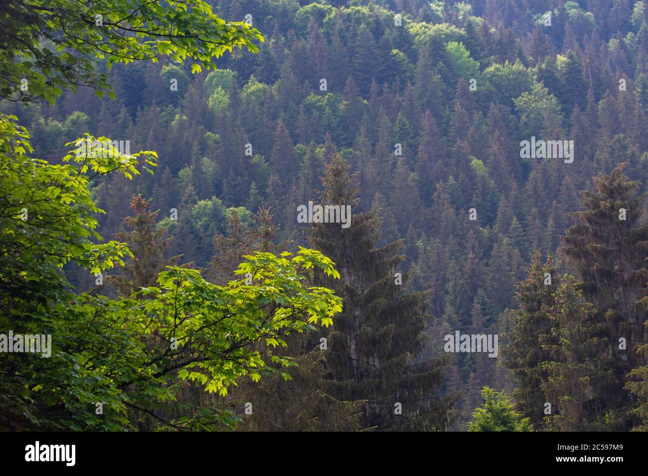 pine forests and green trees on the mountain Stock Photo - Alamy