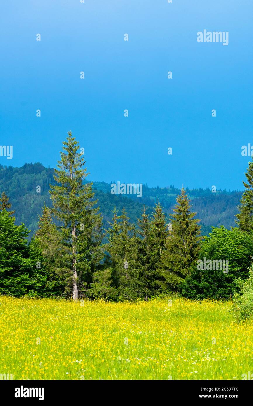 Beautiful pine forests hi-res stock photography and images - Alamy
