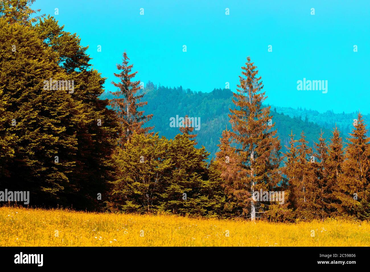 pine forests and green trees on the mountain Stock Photo - Alamy