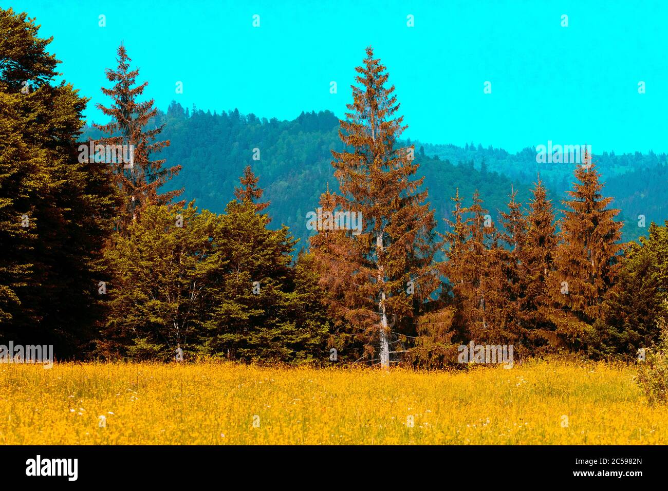pine forests and green trees on the mountain Stock Photo - Alamy