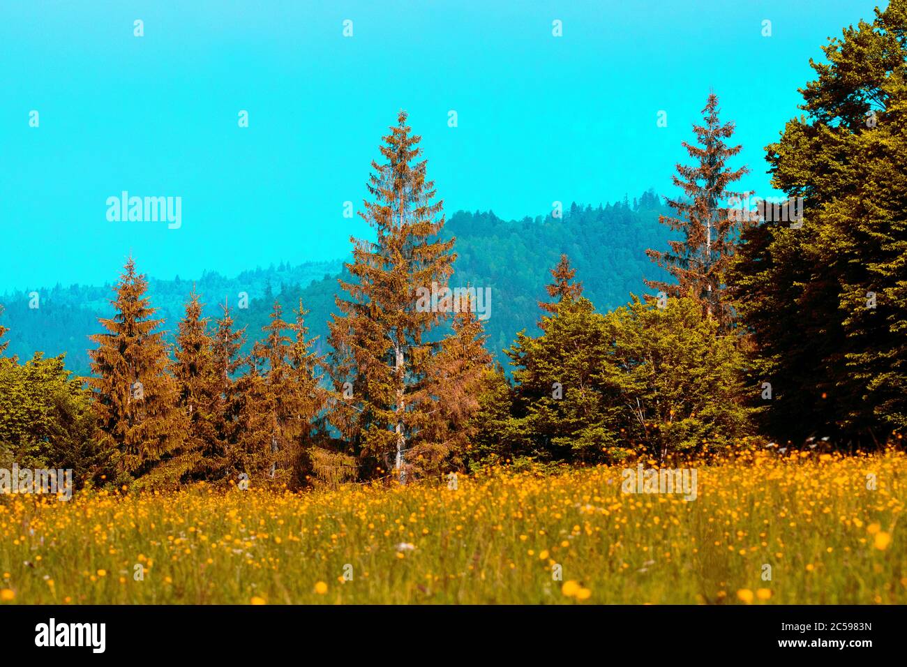 pine forests and green trees on the mountain Stock Photo - Alamy
