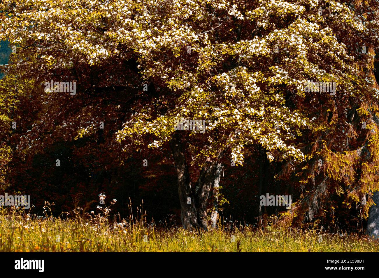 pine forests and green trees on the mountain Stock Photo - Alamy