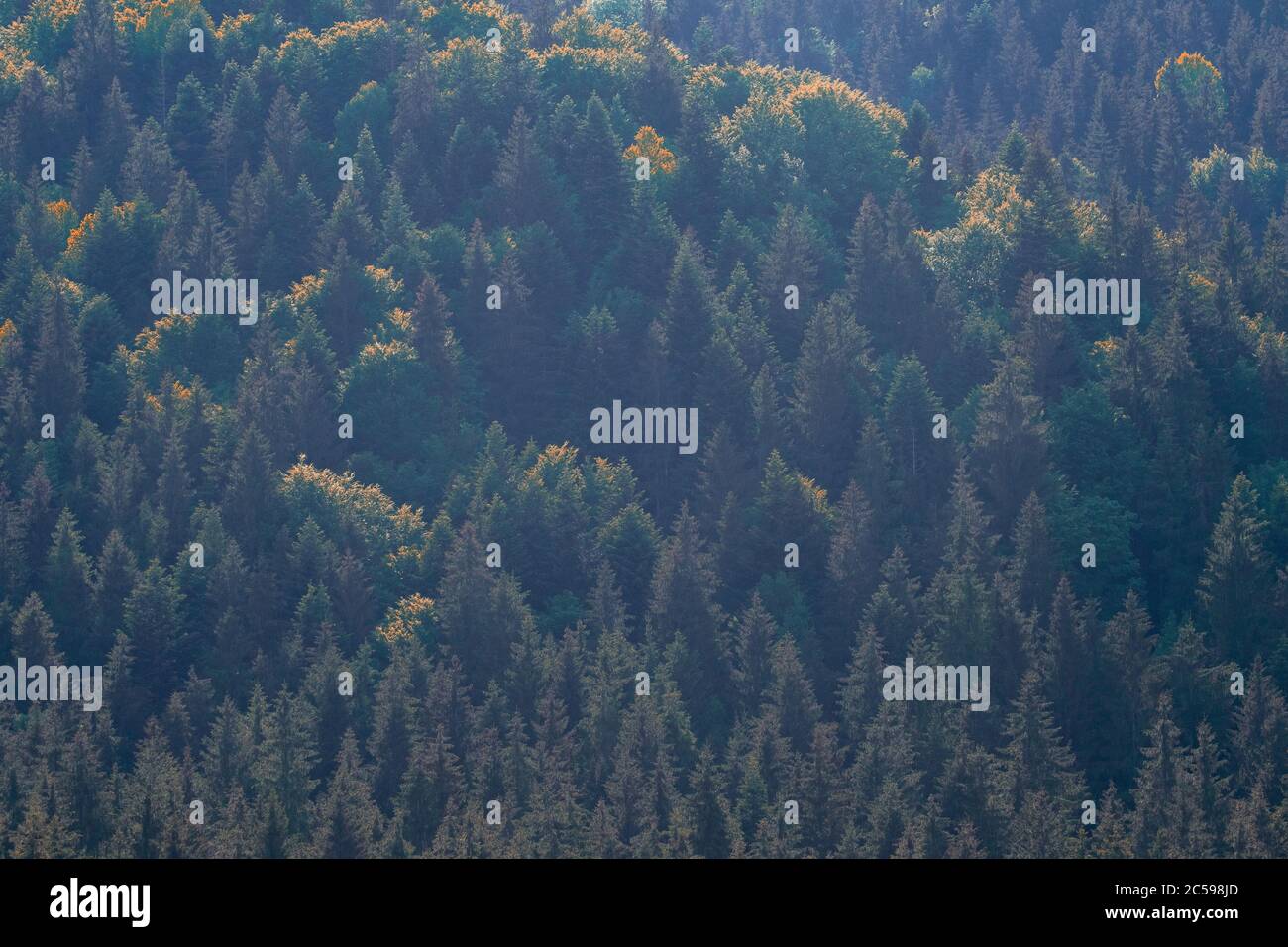 pine forests and green trees on the mountain Stock Photo - Alamy