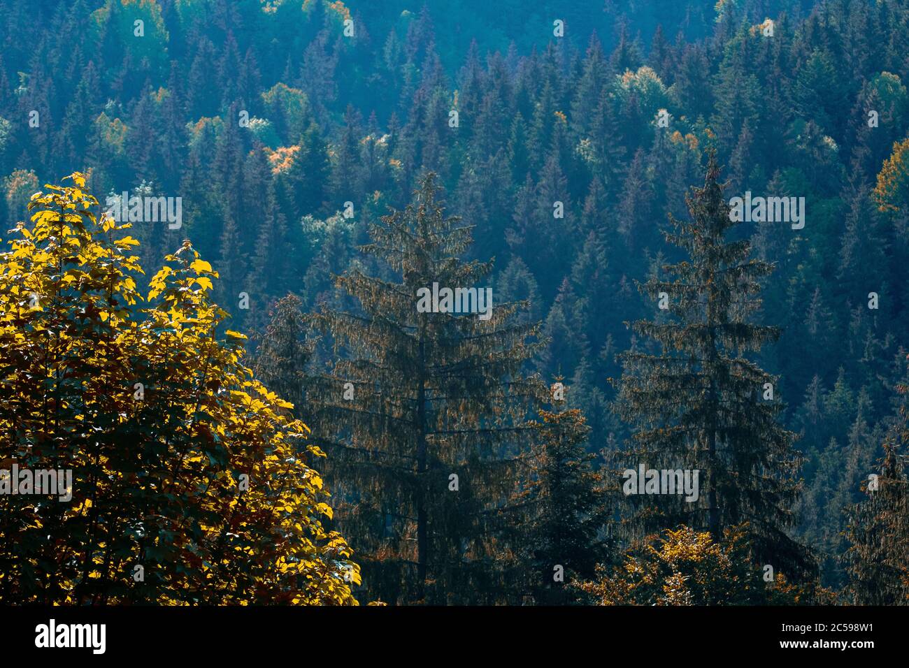 pine forests and green trees on the mountain Stock Photo - Alamy