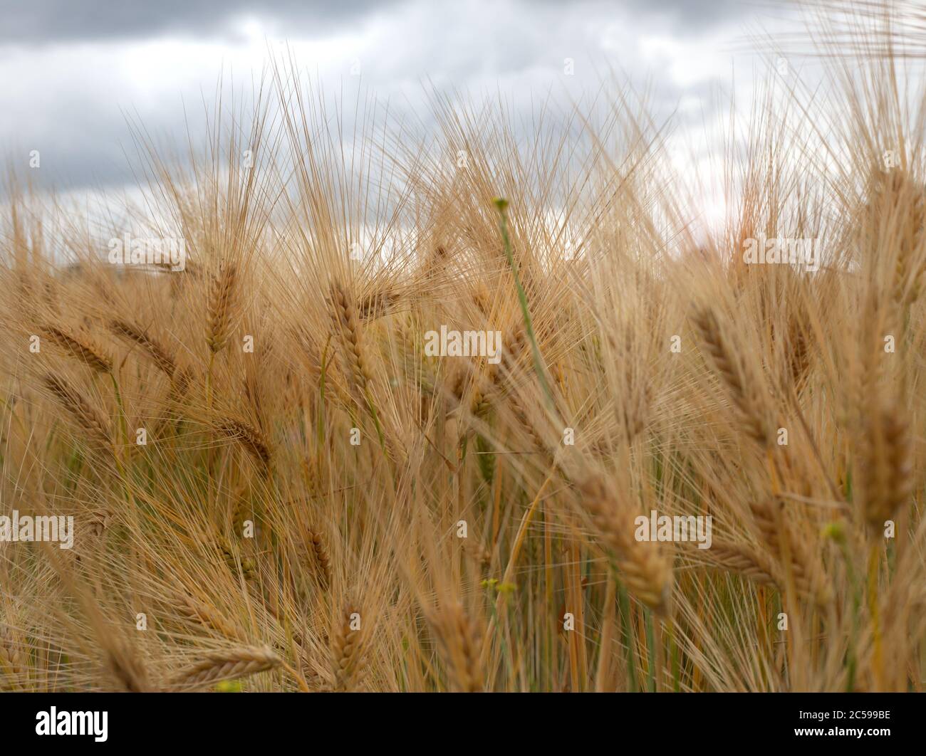 Gold grains hi res stock photography and images alamy