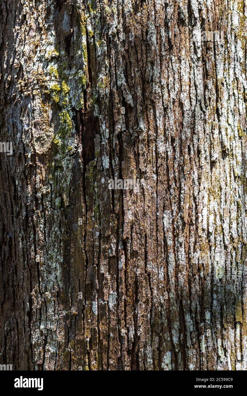 Bark of Meranti Palang Tree (Shorea bracteolata) Stock Photo