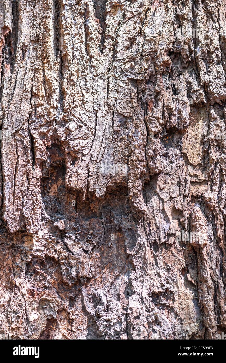 Bark of Meranti Temak Nipis Tree (Shorea roxburghii) Stock Photo