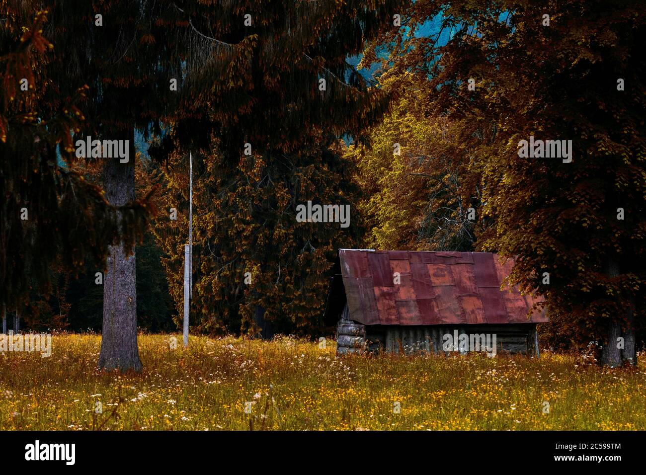 wooden house in the green forest Stock Photo - Alamy