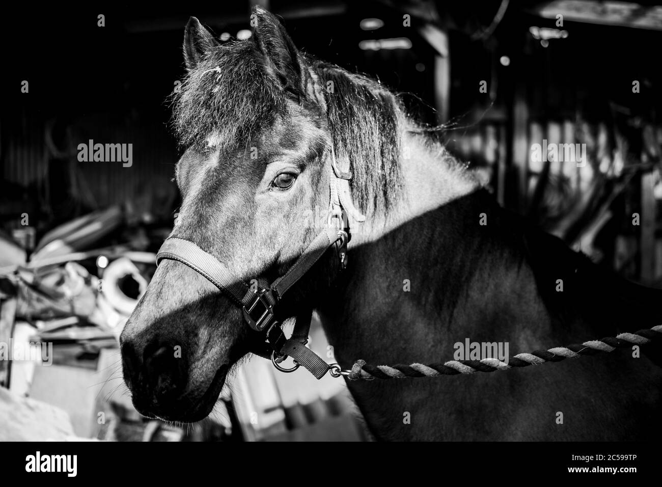 Monochrome view of a Pony seen tethered by rope to the outside of his stable. Heavily contrasted with shadow to bring out the detail. Stock Photo