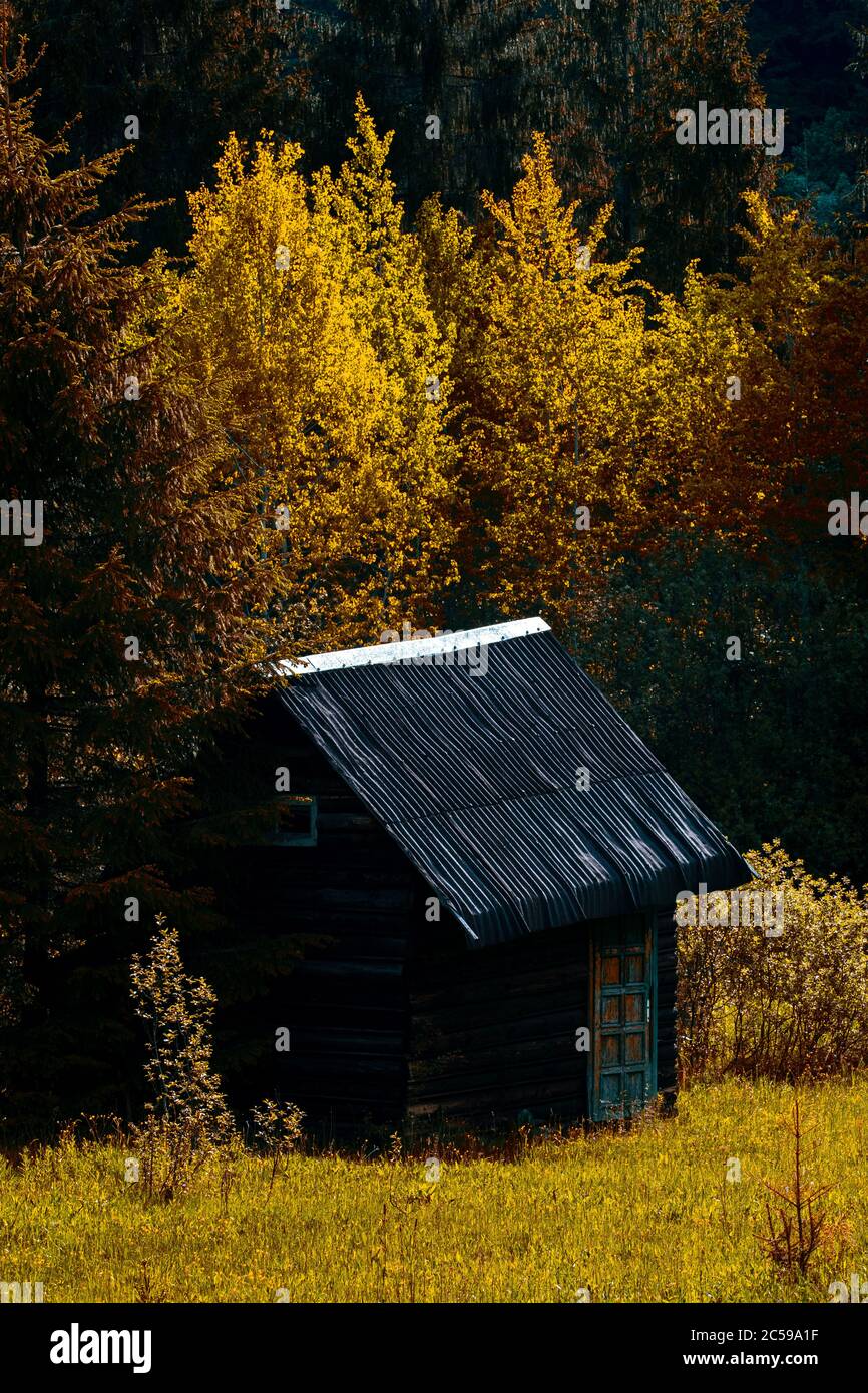 wooden house in the green forest Stock Photo - Alamy