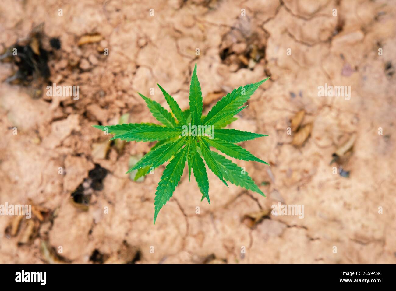 Cannabis Texture Marijuana Leaf Pile Background shallow depth of field Stock Photo