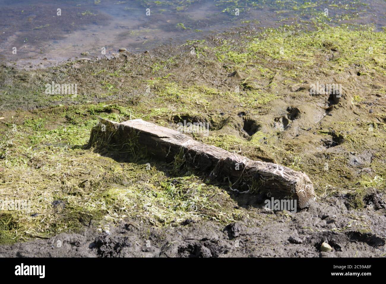 Old wooden fence post lying on dried out river bed surrounded by algae Stock Photo