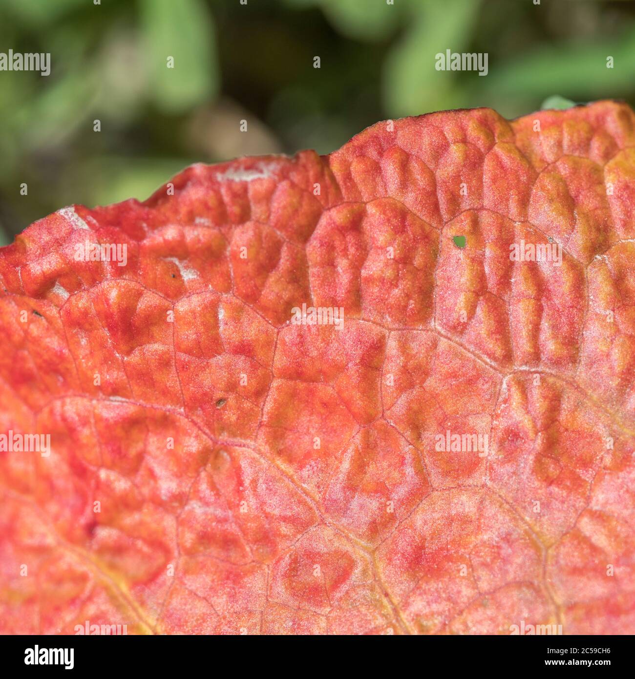 Abstract macro close shot detail of diseased leaf of Broad-Leaved Dock / Rumex obtusifolius - possibly from Ramularia rubella. Stock Photo