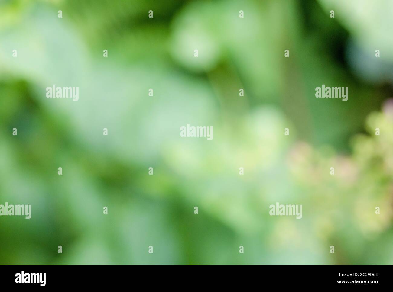 Abstract out of focus image of sunlight on a blurry hedgerow plant. Stock Photo