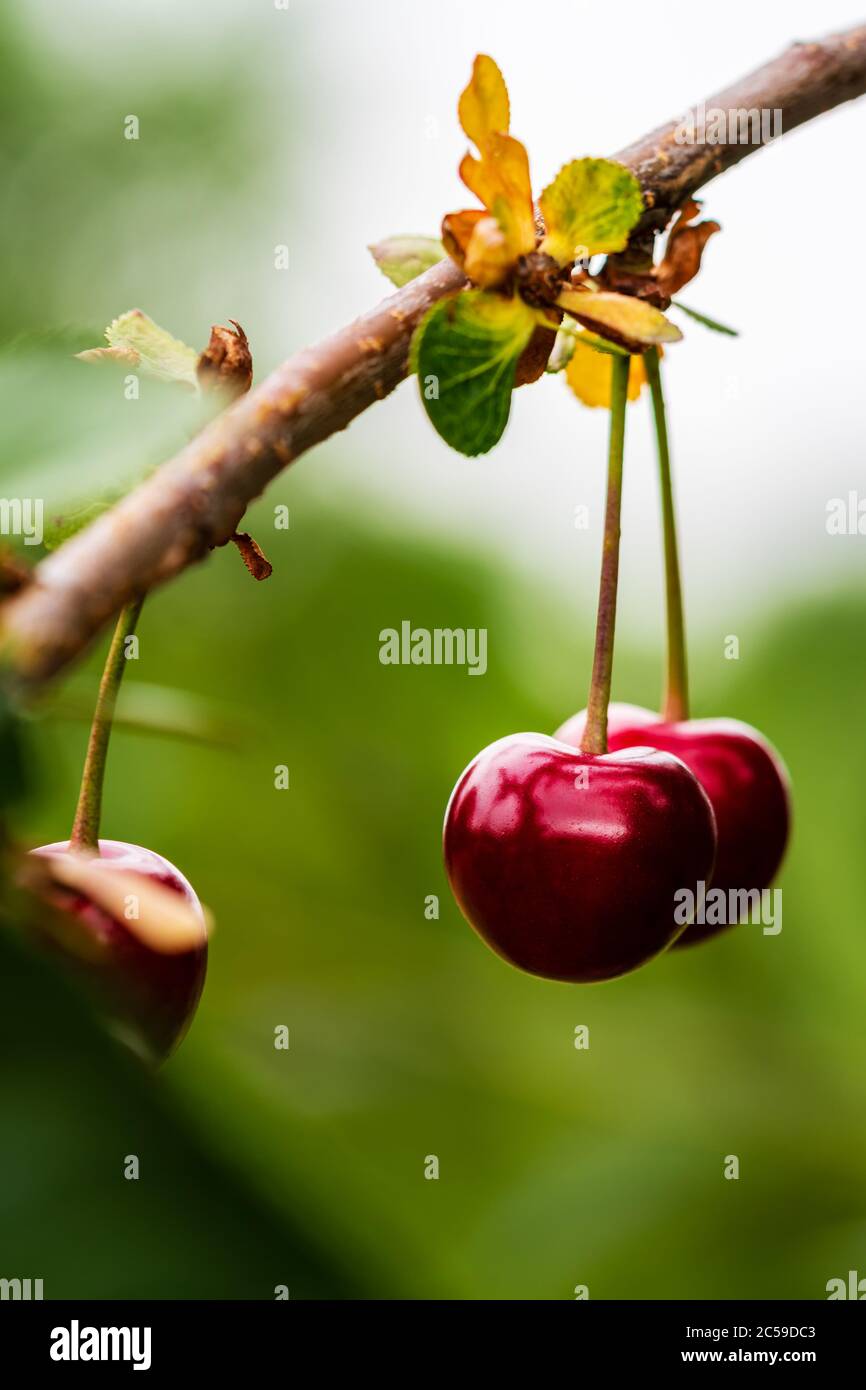 Cherry tree fruit hi-res stock photography and images - Alamy