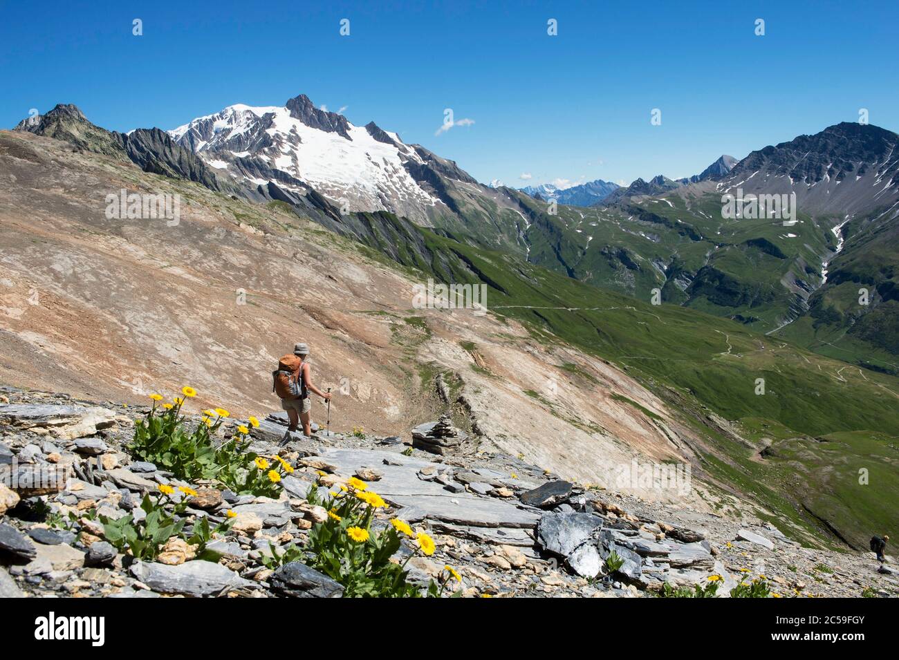France, Savoie, massif of Mont Blanc massif du Beaufortain, hiking on the north head of the Fours, under the pass of the Fours flowers of Doronic and needle of Glacier Stock Photo