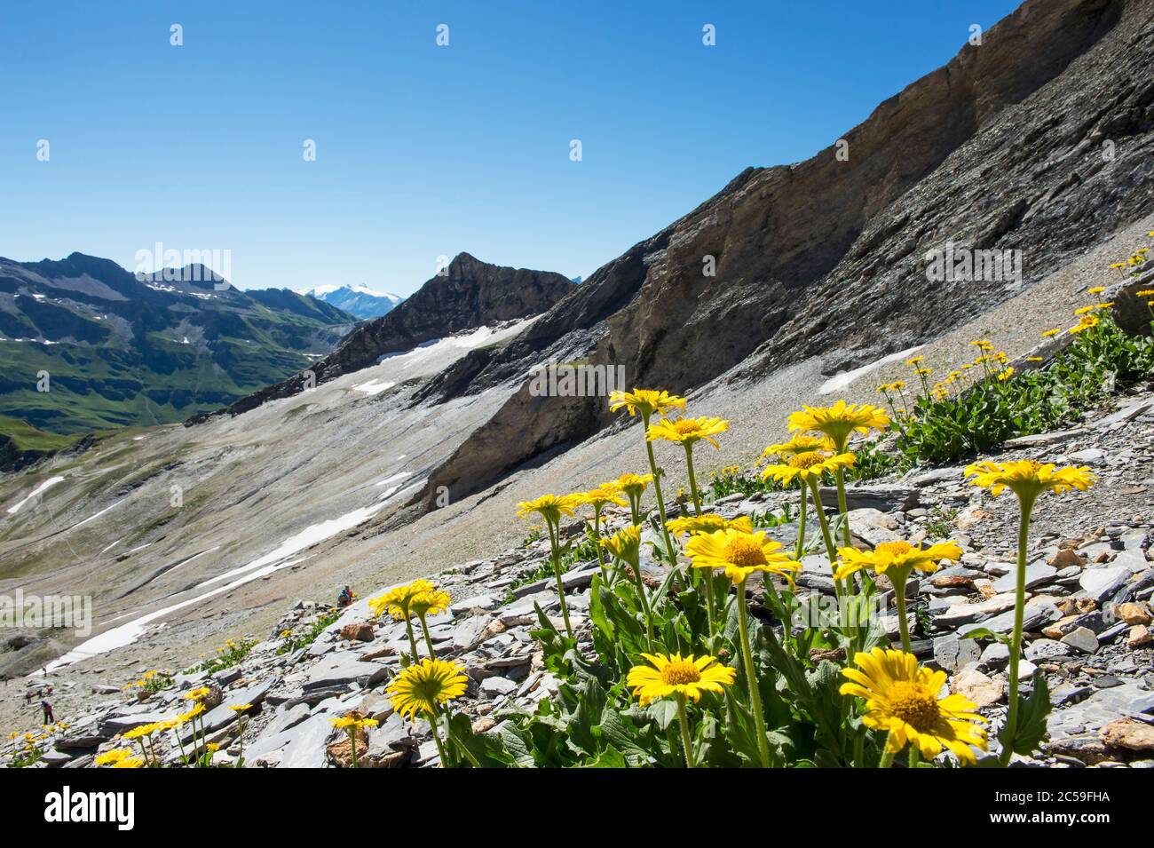 France, Savoie, massif of Mont Blanc Beaufortain, hiking on the north coast of the Fours, doronic flowers under the Col des Fours Stock Photo