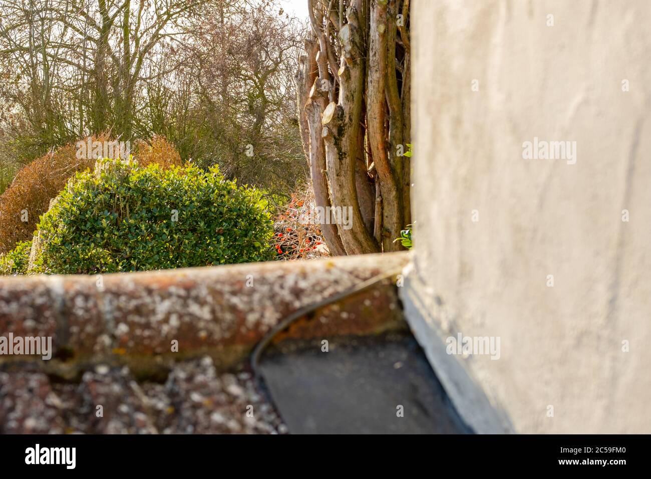 Shallow focus view of a rear garden showing shrubs and a recently cut