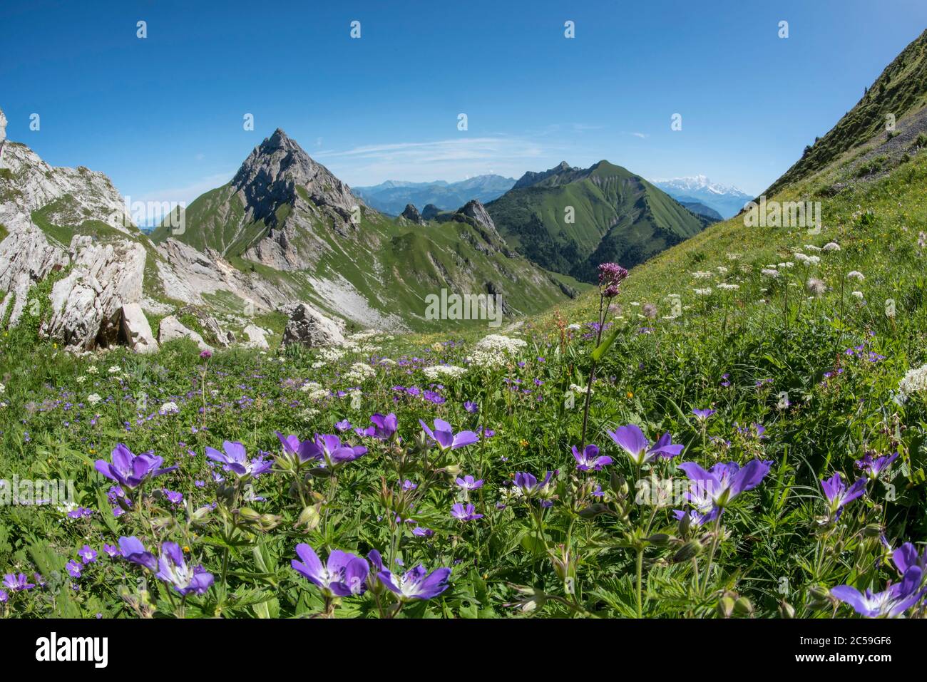 France, Savoie, massif of the Bauges regional natural park, hike to the mount de la Coche, from the col de la Coche view of the Arcalod and Chaurionde geranium flowers in the foreground Stock Photo