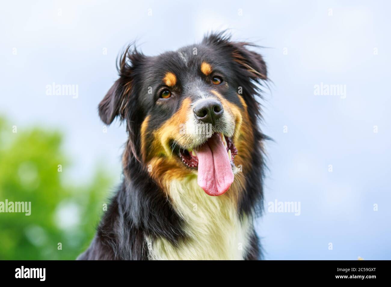 Colorful portrait of an Australian Shepherd dog Stock Photo