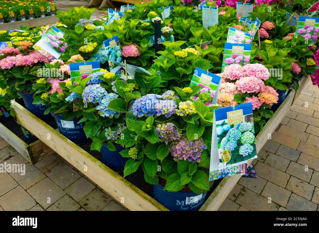 A display of potted Hydrangea plants in a well stocked garden centre in summer Stock Photo