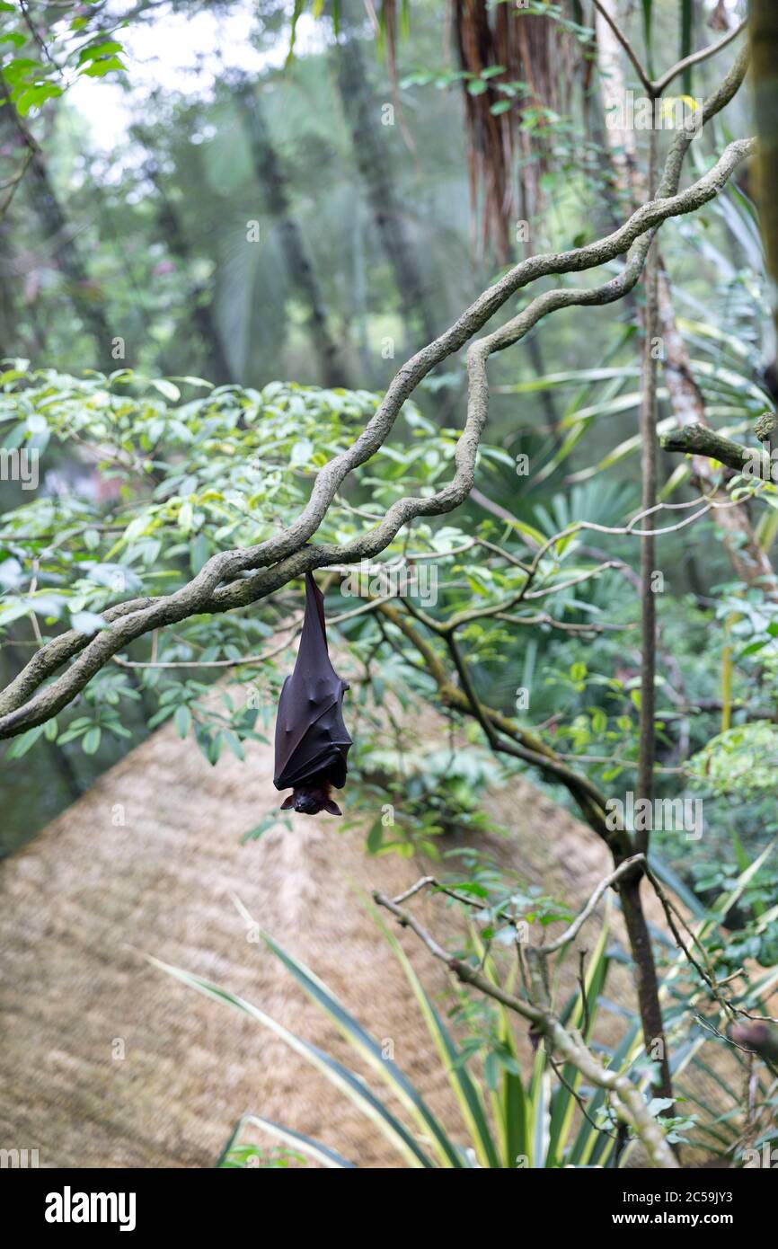 Singapore, bat sleeping in the forest Stock Photo