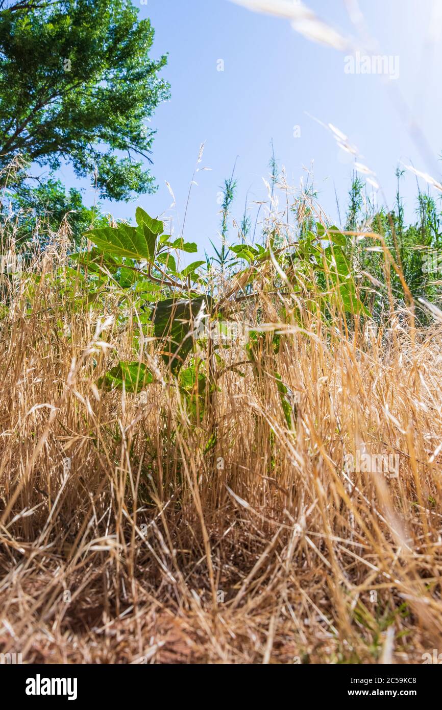 A field of tall dry grass with red soil Stock Photo