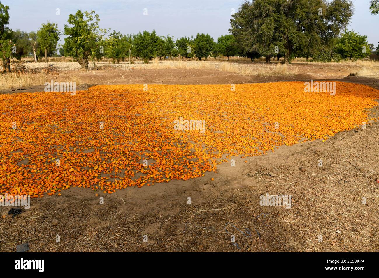 Africa, West Africa, Burkina Faso, Tenkodogo. Freshly harvested chillies are spread out on the ground to dry in the sun. Stock Photo