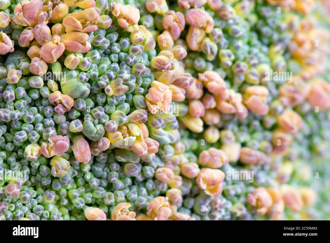 Yellowing calabrese broccoli Stock Photo Alamy