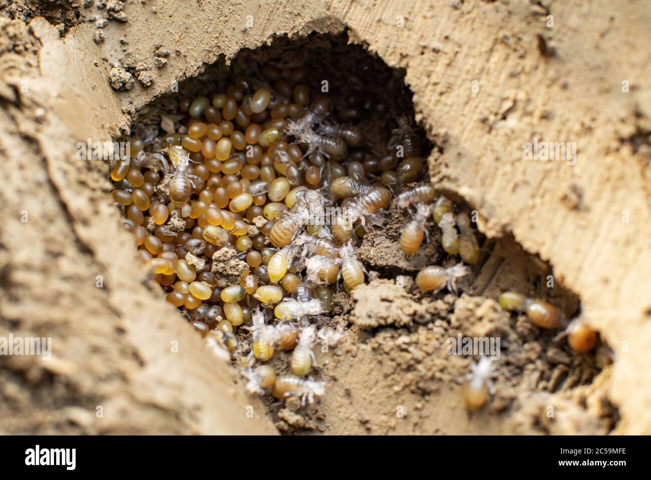 Mole cricket nest in the soil with eggs and hatched nymphs Stock Photo