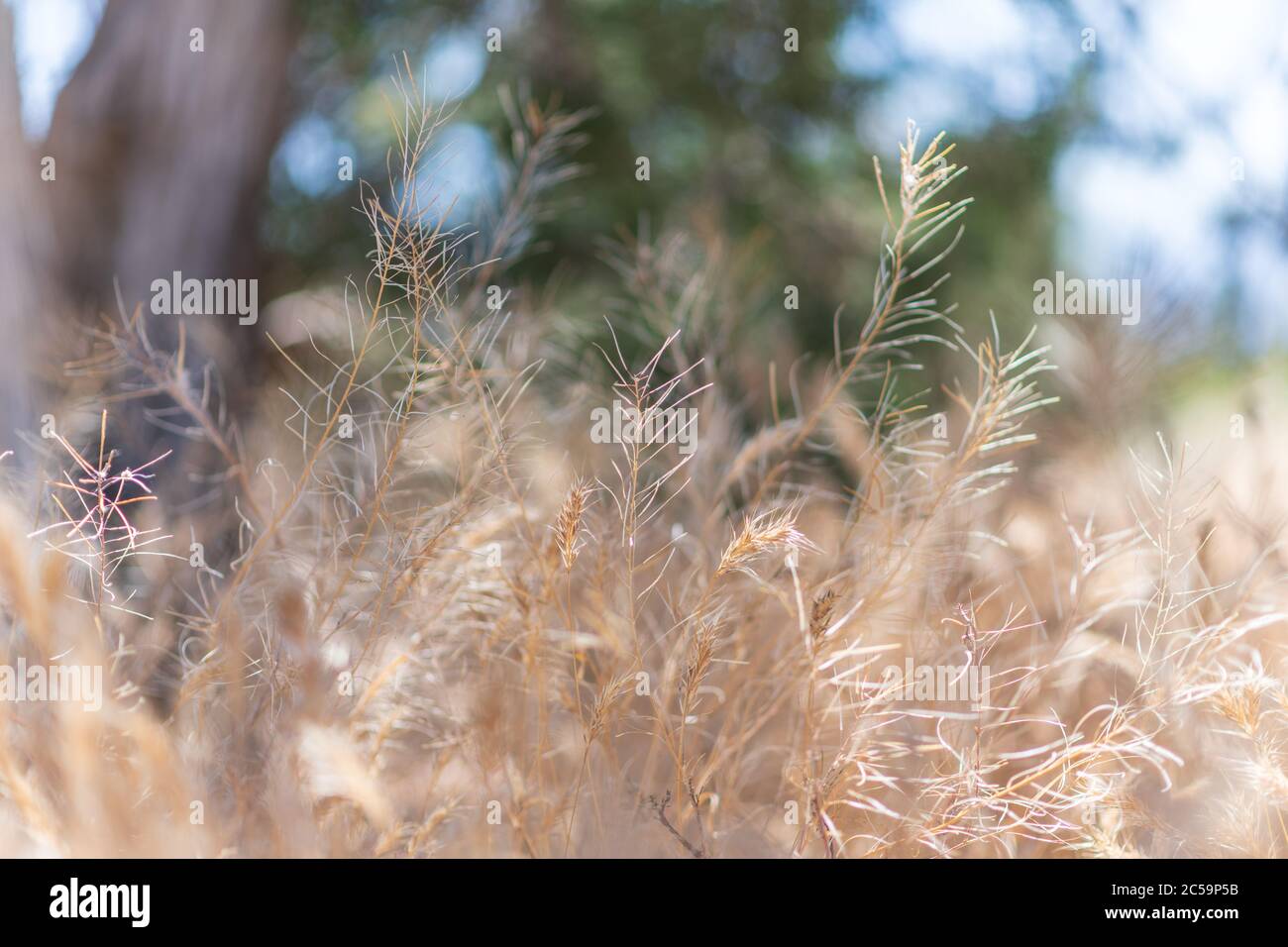 Tall Grass in the dry Arizona breeze Stock Photo