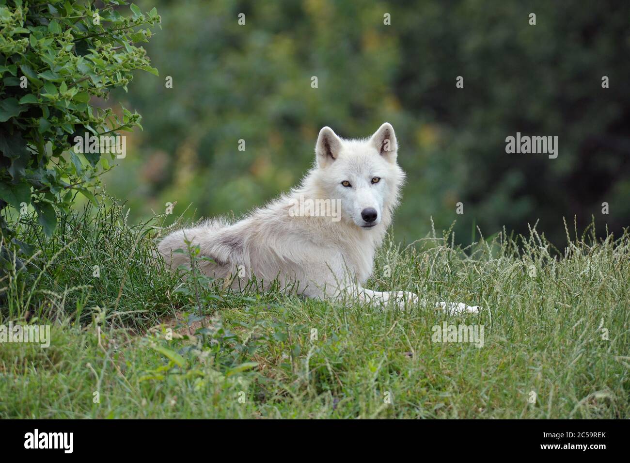 White wolf Stock Photo