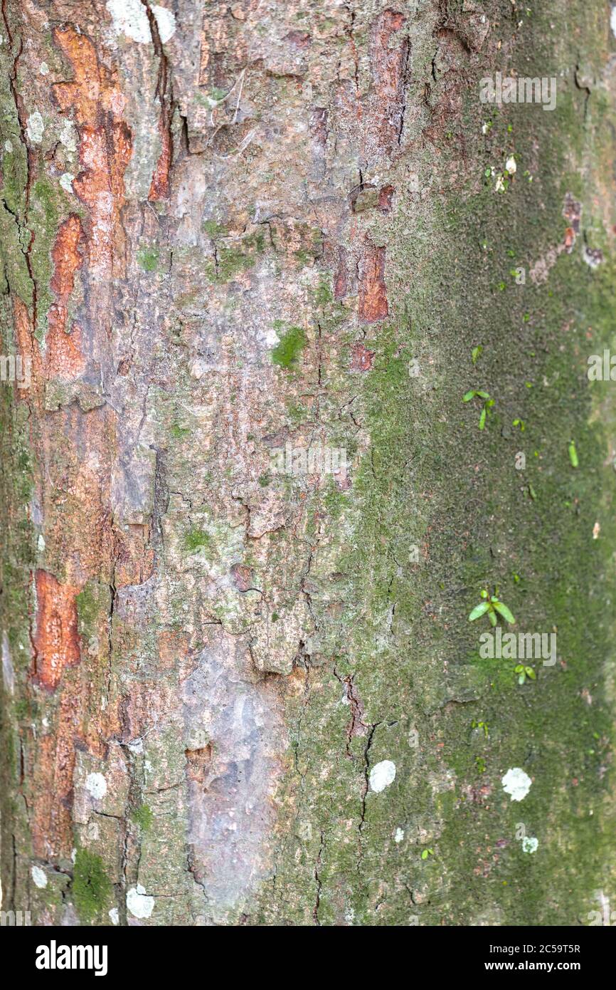 Bark of Streblus Tree (Streblus elongatus) Stock Photo