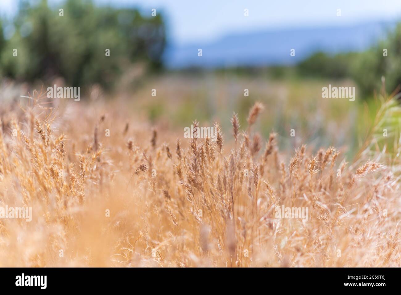 Tall Grass in the dry Arizona breeze Stock Photo