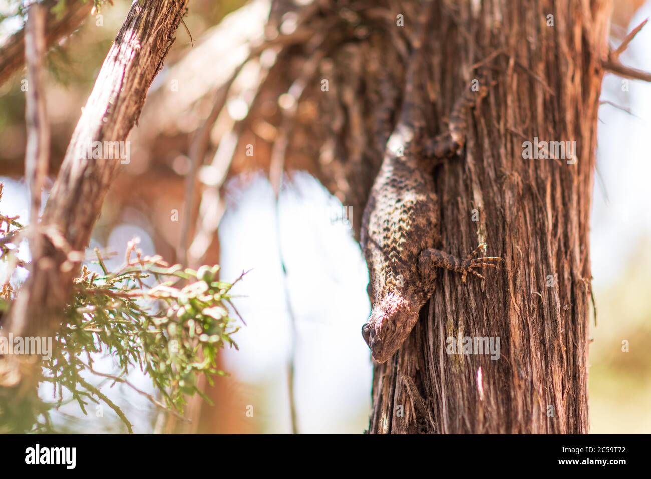 A desert lizard rests on a Juniper Tree Stock Photo