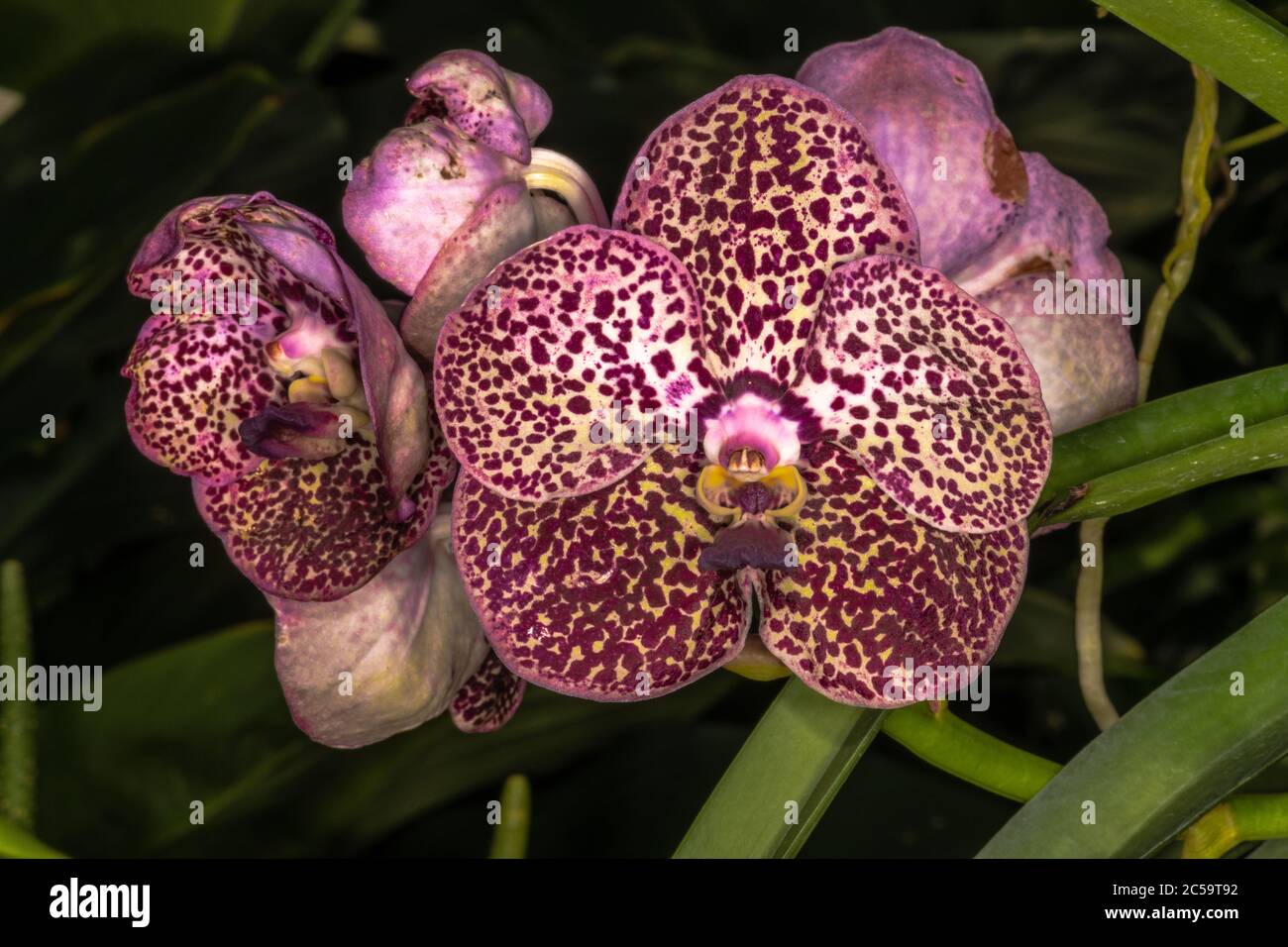 Vanda Orchid Flower 'Kulwadee Fragrance' Stock Photo